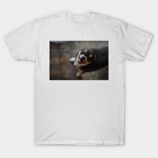 Little dog chihuahua T-Shirt